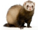 Ferret